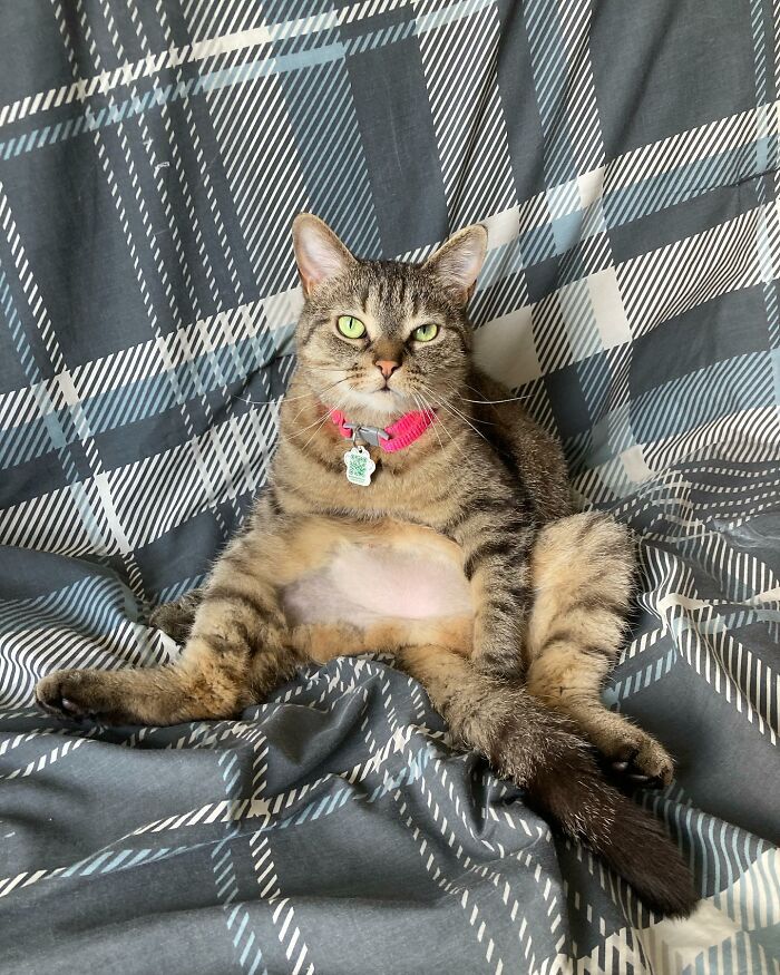 Tabby cat with green eyes wearing a pink collar, sitting relaxed on a plaid gray and blue blanket, showing love and resilience.