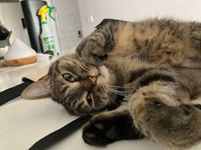 Tabby cat lying down with green eyes, showing determination and warmth, symbolizing love and resilience in finding a home.