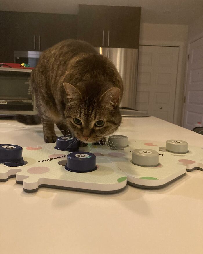 Tabby cat playing with interactive puzzle toy, showing determination and love-seeking behavior in a home setting.