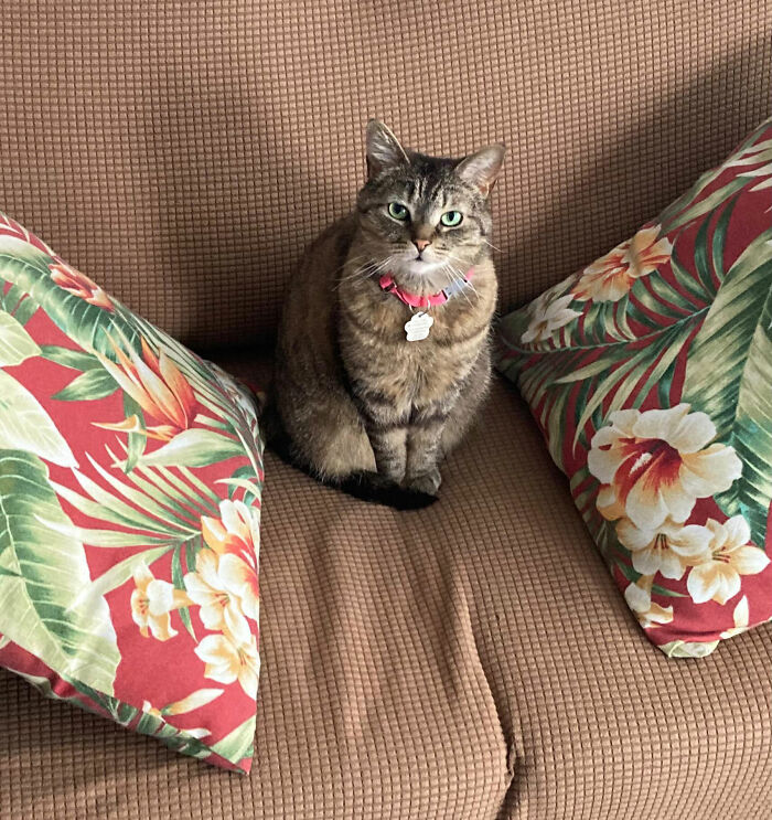 Tabby cat with a pink collar sitting on a brown couch between two floral pillows, showing determination in finding love.