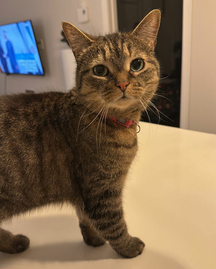 Tabby cat with a red collar standing on a white surface, looking intently at the camera, symbolizing love and hope.