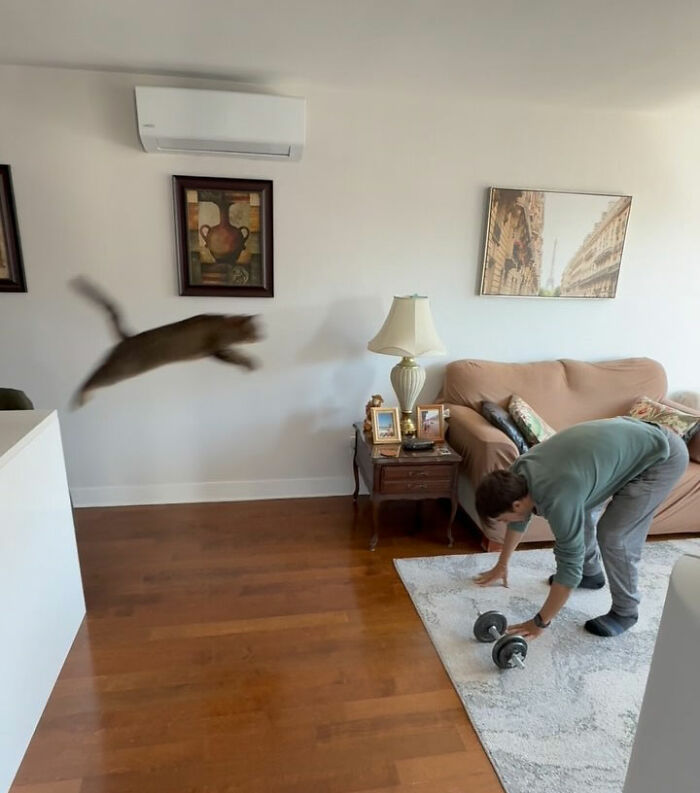 Cat in mid-air leap inside a living room, showing determination in finding love despite being returned twice.