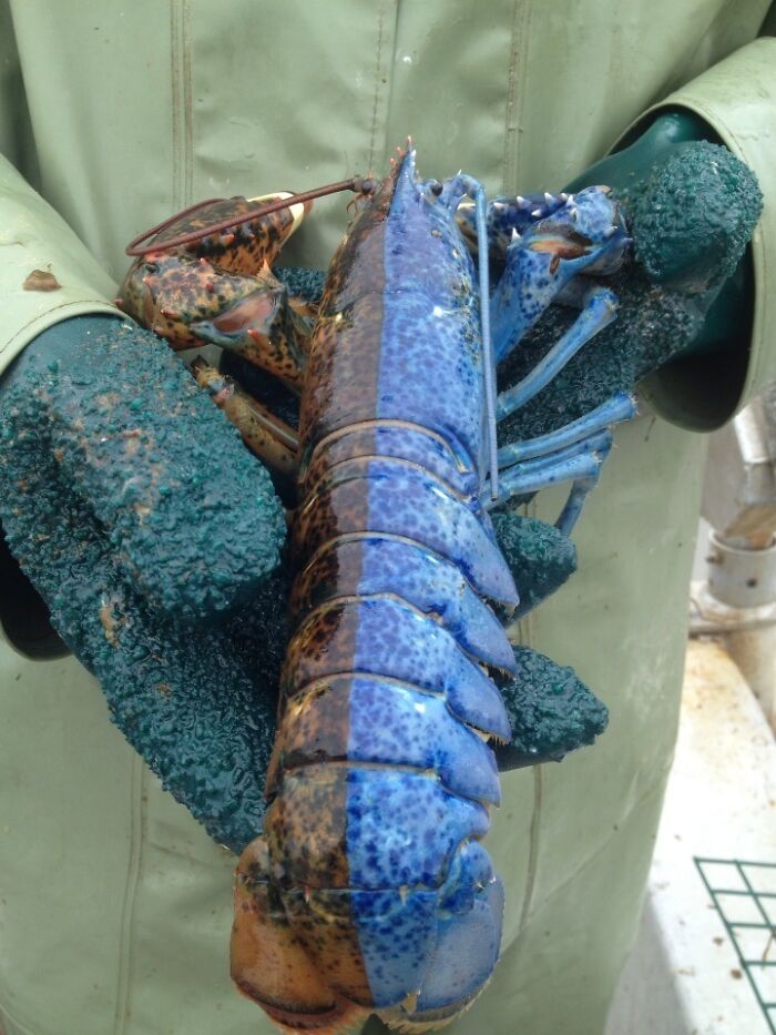 Blue lobster held by gloved hands, showcasing rare and interesting marine life in fascinating pics collection.