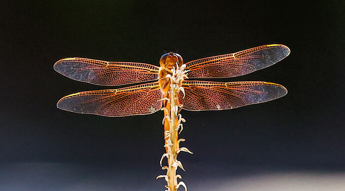 Close-up of a dragonfly with detailed wings perched on a plant, showcasing wildlife captured in 2025 Nikon Comedy Wildlife Awards.