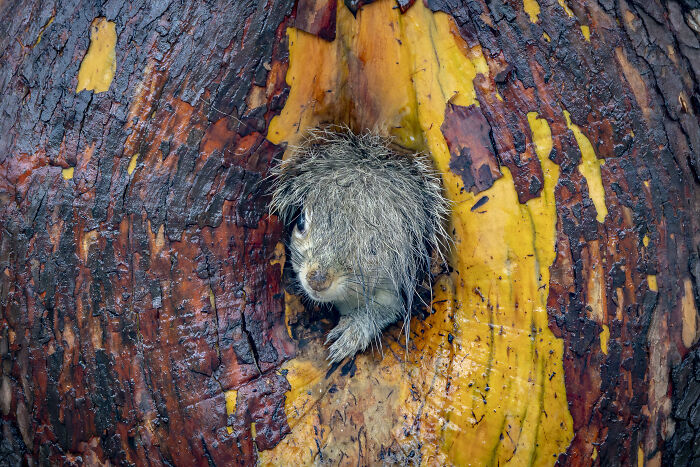 Porcupine poking out of tree hole with wet quills, capturing comedy wildlife moments from the Nikon Comedy Wildlife Awards finalists.