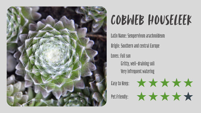 Cobweb Houseleek (Sempervivum Arachnoideum)