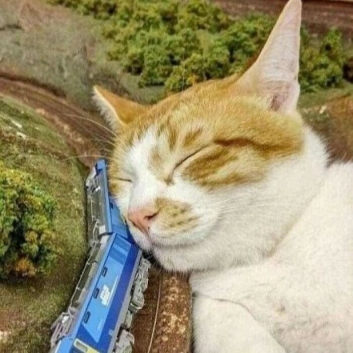 Orange and white cat sleeping with its head resting on a miniature blue train in a model landscape setting.