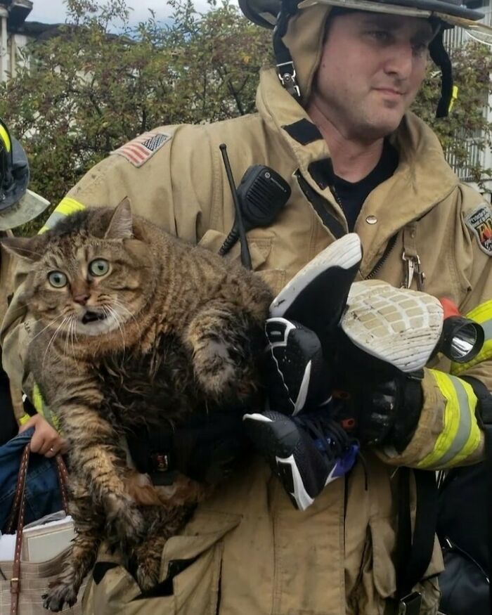 Bombero sujetando un gato grande y sorprendido, destacando a uno de los kitties que merece su propia pasarela y show de comedia.