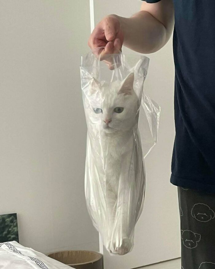 White cat inside a transparent plastic bag held by a person, showing cats being their hilarious and weird selves.