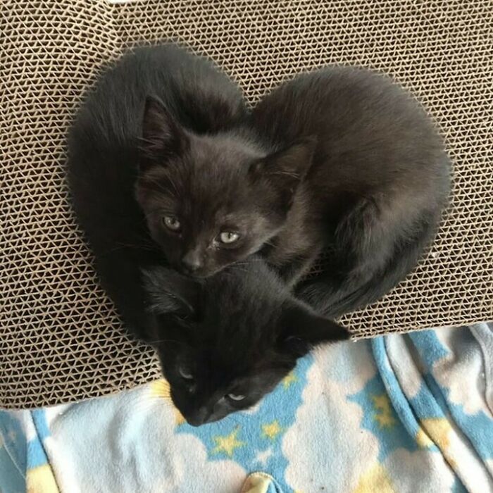 Dos gatitos negros acurrucados formando un corazón, mostrando felinos perfectos para pasarela y entretenimiento cómico.