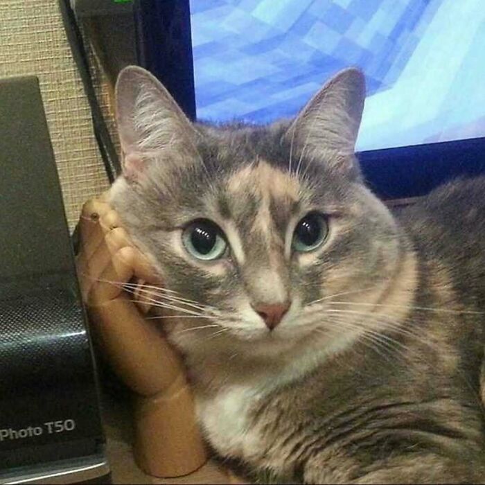 Gato con ojos verdes apoyado en mano decorativa de madera cerca de pantalla digital en espacio interior, mostrando ternura felina.