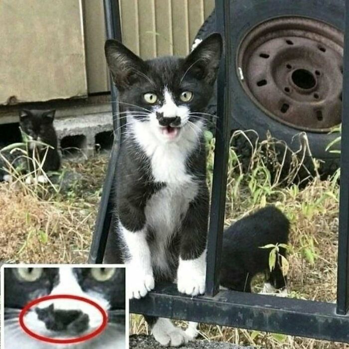 Gato blanco y negro peculiar junto a reja con gatitos al fondo, mostrando encanto felino para catwalk y comedia.