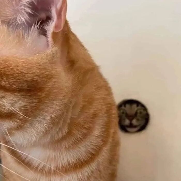 Close-up of an orange cat with a cat face-shaped hole in the wall behind, showing cats being their hilarious and weird selves.