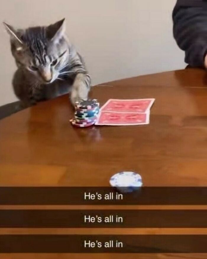 Cat playing poker with cards and chips on a wooden table, showing hilarious and weird cat behavior in a playful setting.