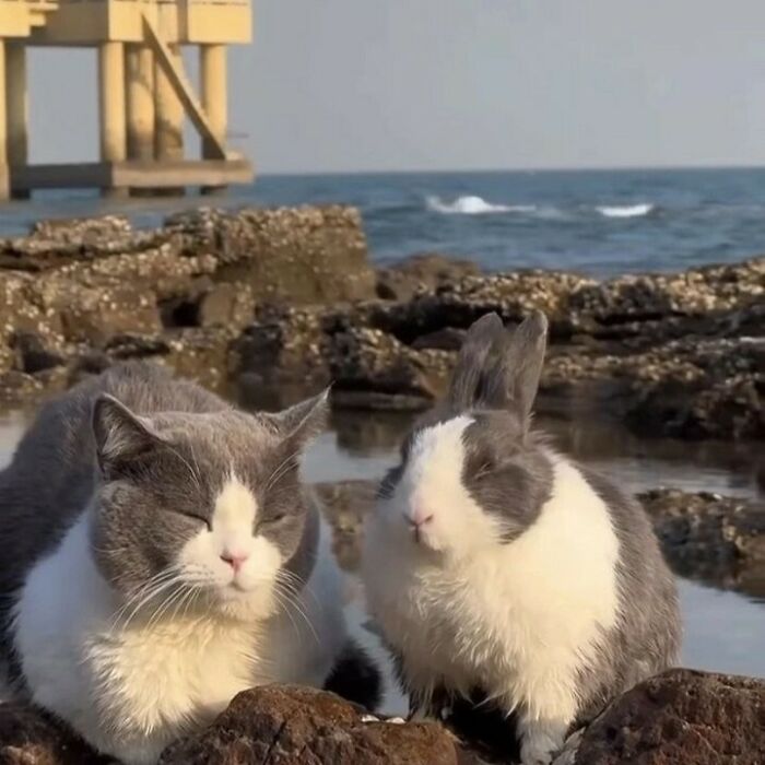 Gato y conejo juntos en la costa, dos adorables mascotas que merecen su propio desfile y show de comedia.