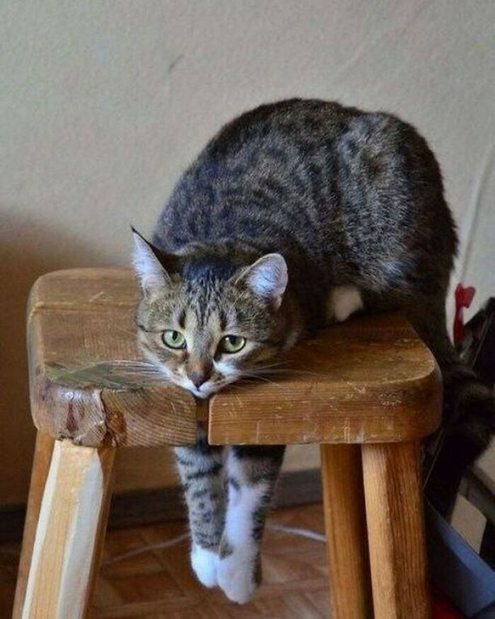 Gato pardo relajado apoyado en un banco de madera, mostrando la ternura de los kitties para el catwalk y comedia.