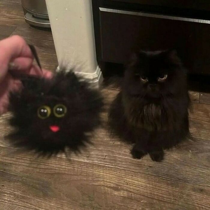 Gato negro peludo junto a un juguete felino parecido, mostrando adorables momentos de kitties purr-fect.