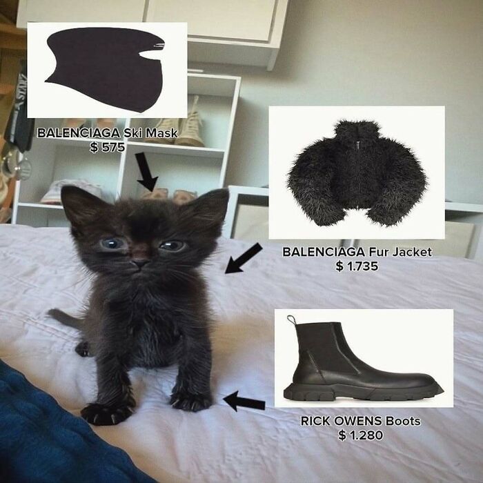 Black kitten standing on a bed with humorous fashion labels and prices pointing to its head, body, and paws in funny cat pics.