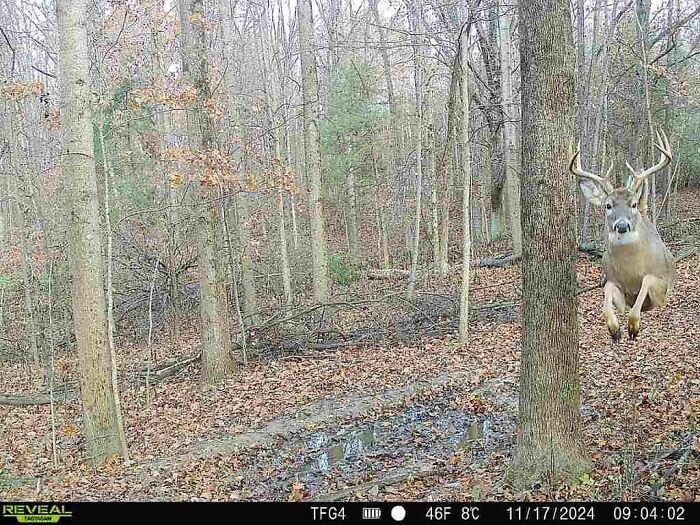 Deer mid-jump in a forest setting, one of the wild animals captured being funny unaware of the camera.