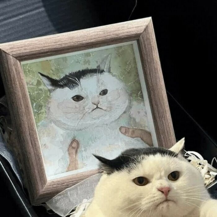 Gato con expresión seria junto a retrato pintado, mostrando felinos perfectos para pasarela y comedia.