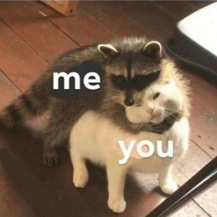 Raccoon hugging a white cat with captions me and you, showing cats being their hilarious and weird selves.