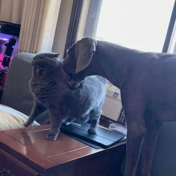 Gray cat making a funny face while a dog sniffs it on a wooden table, showing cats being their hilarious and weird selves.