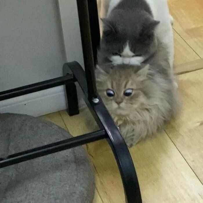 Two cats being their hilarious and weird selves with one appearing to bite the head of the other on a wooden floor.