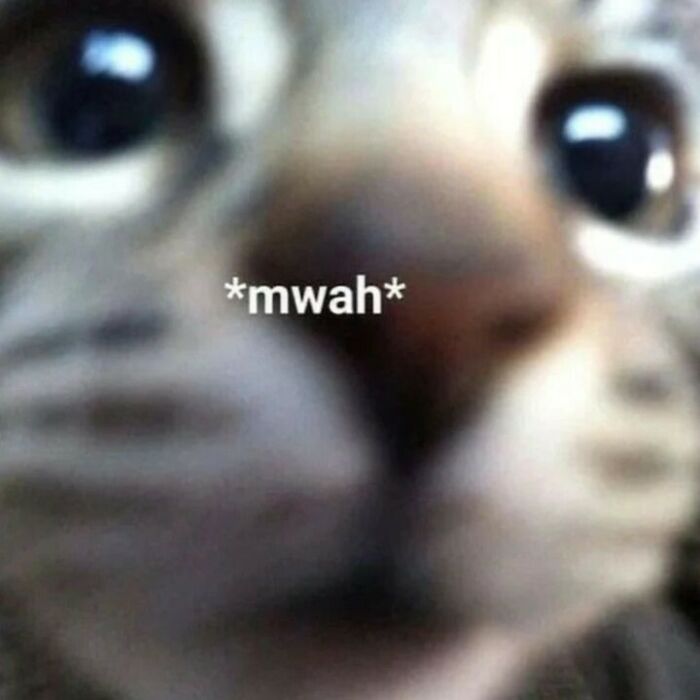 Close-up of a cat’s face with large eyes and the text mwah, showcasing cats being their hilarious and weird selves.