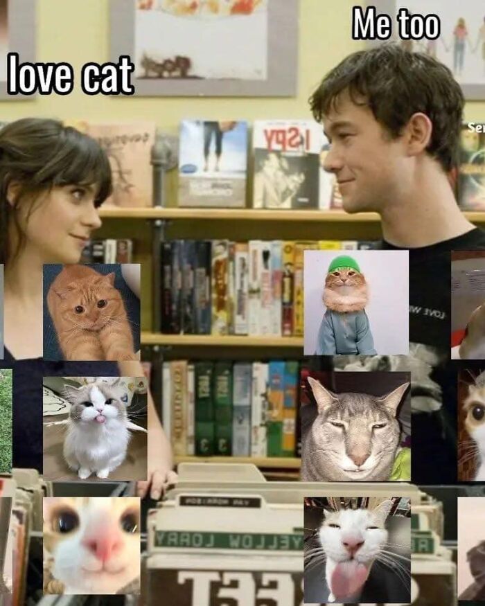 Two people smiling at each other surrounded by various funny and weird cat pictures showcasing cats being hilarious and weird.