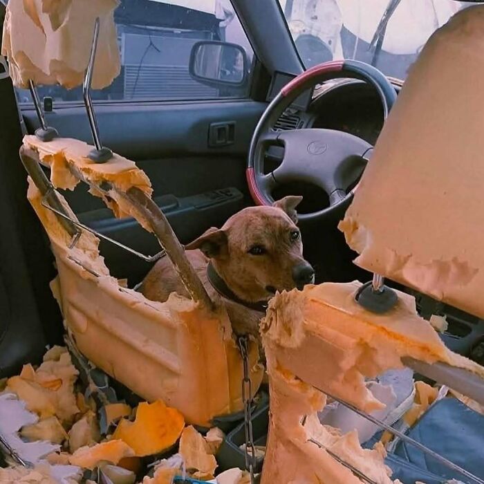 Dog sitting inside a car surrounded by destroyed seat foam, a chaotic image that might need a priest or an exorcist.