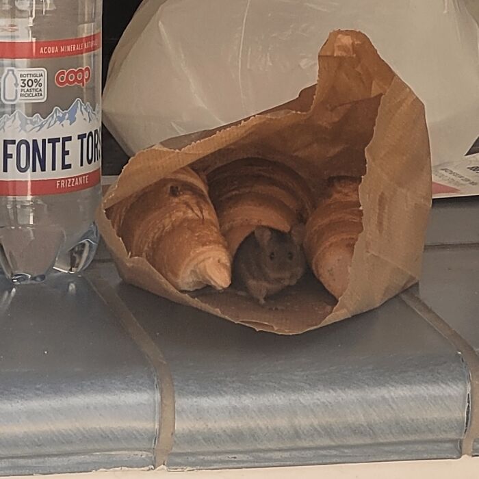Small mouse hiding inside a paper bag full of croissants on a kitchen countertop in a surprising exorcist-worthy image.