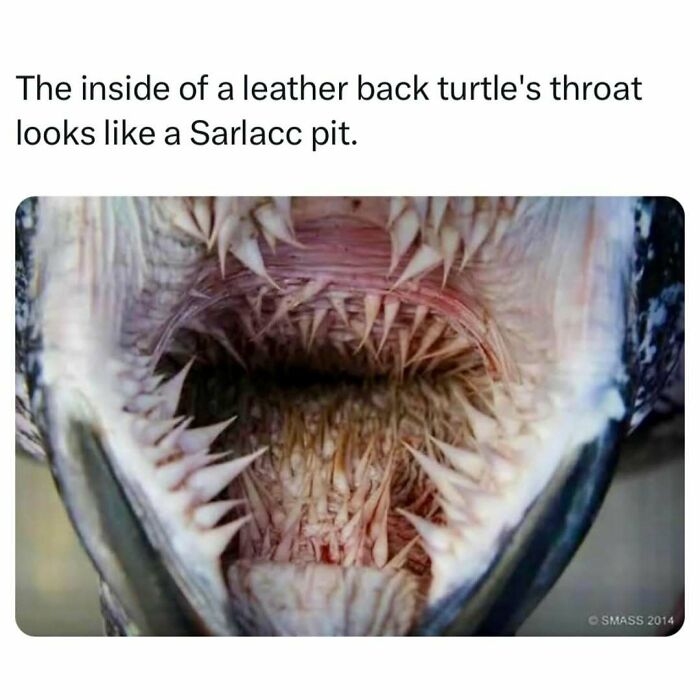 Animal-Humor-Pics-Animalxhumor