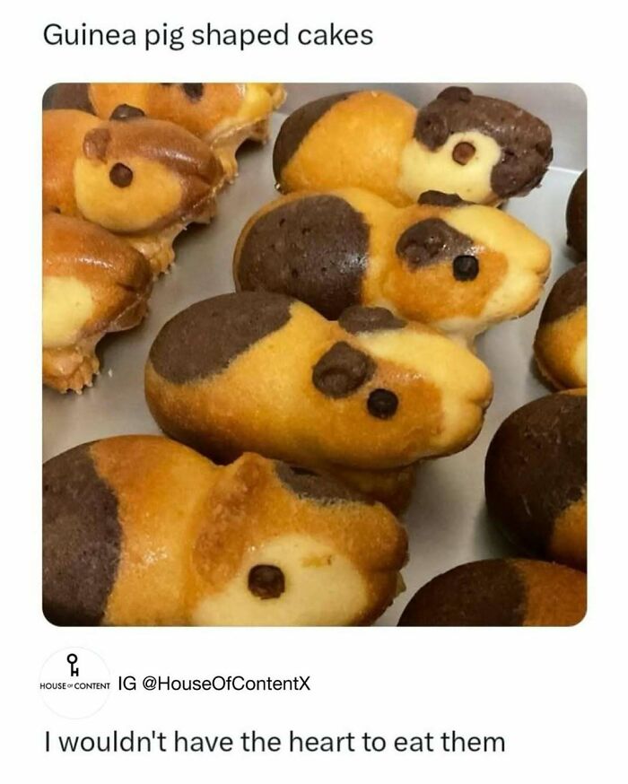 Animal-Humor-Pics-Animalxhumor