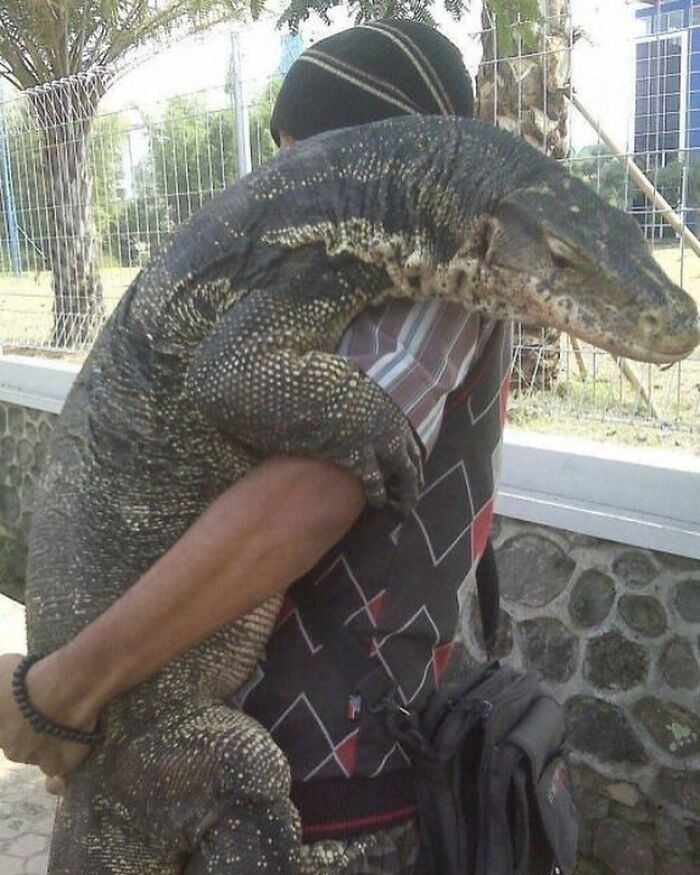 Man carrying a large monitor lizard outdoors, an image that might need a priest or an exorcist vibe.