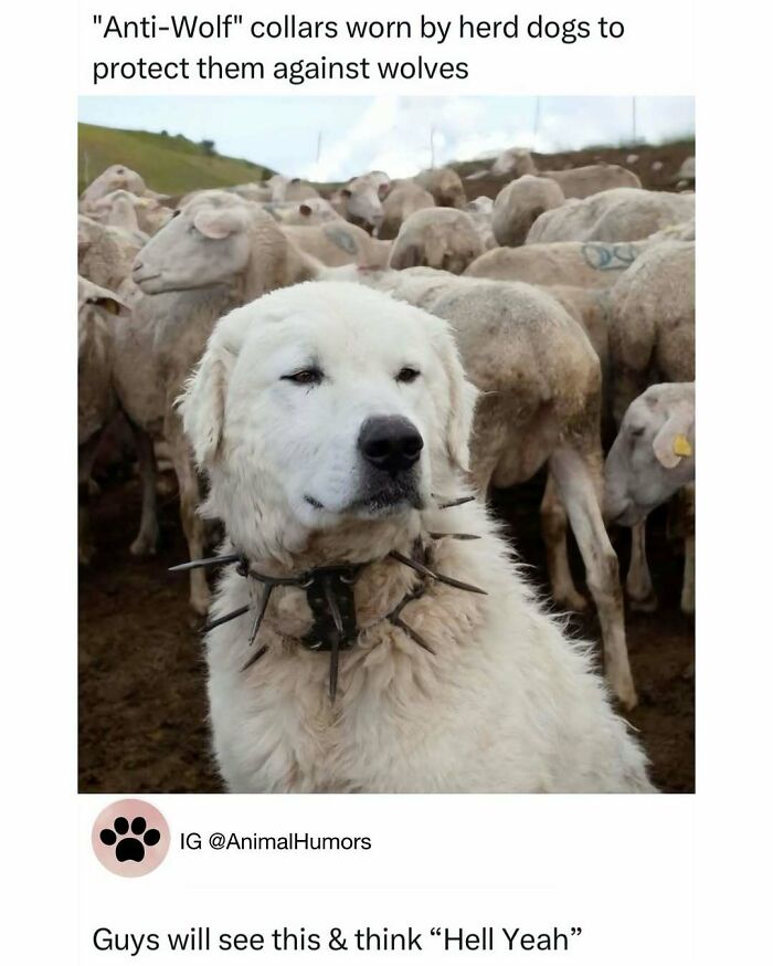 Animal-Humor-Pics-Animalxhumor