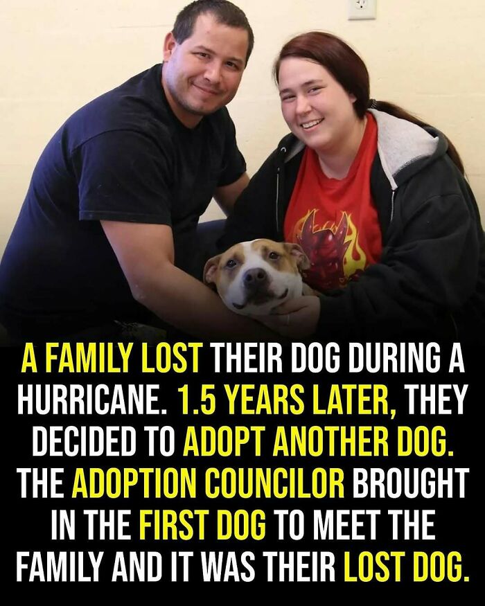 A wholesome moment showing a family reunited with their lost dog, highlighting adorable and heartwarming posts.