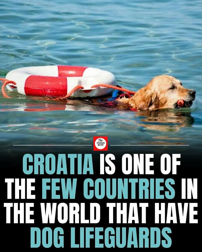 Dog lifeguard swimming in water wearing a life ring, showcasing adorable and wholesome posts to brighten your feed.