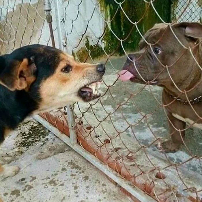 Two dogs separated by a wire fence, one snarling aggressively, the other calmly sticking out its tongue in a tense moment.