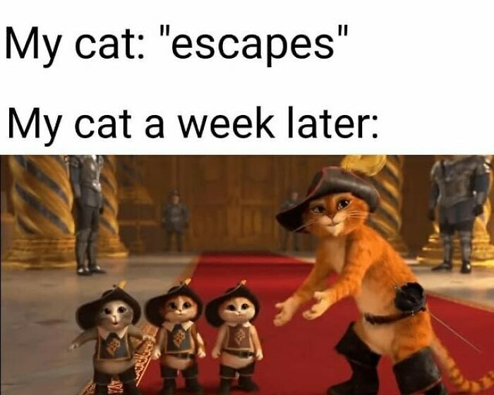 Funny cat meme featuring animated cats dressed as musketeers, highlighting cute and humorous cat content.