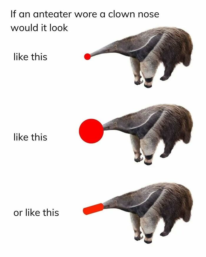 Animal-Humor-Pics-Animalxhumor