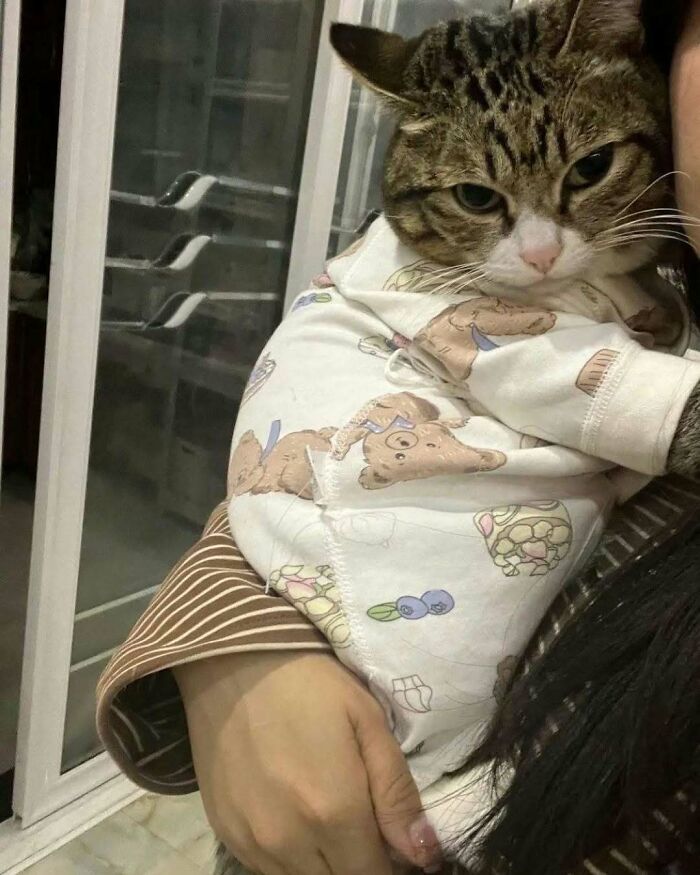 Tabby cat wrapped in a teddy bear pajama, being held close and showing its hilarious and weird side.