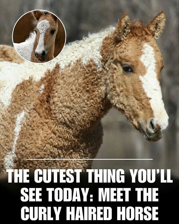 Curly haired horse with a fluffy coat featured in adorable and wholesome posts to brighten your feed.