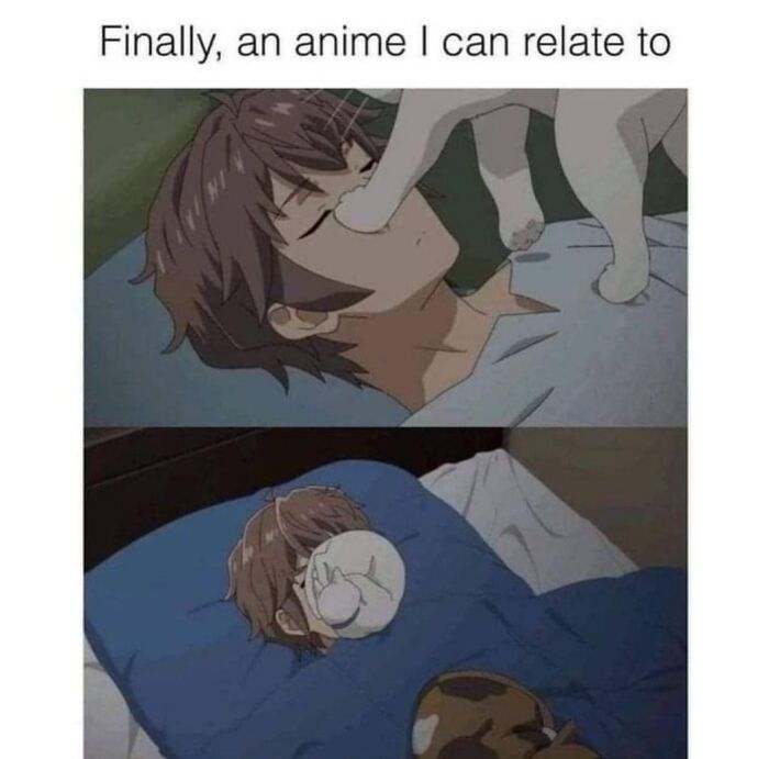 Anime character being playfully covered in the face by goofy cats, showing typical goofy cat behavior and closeness.