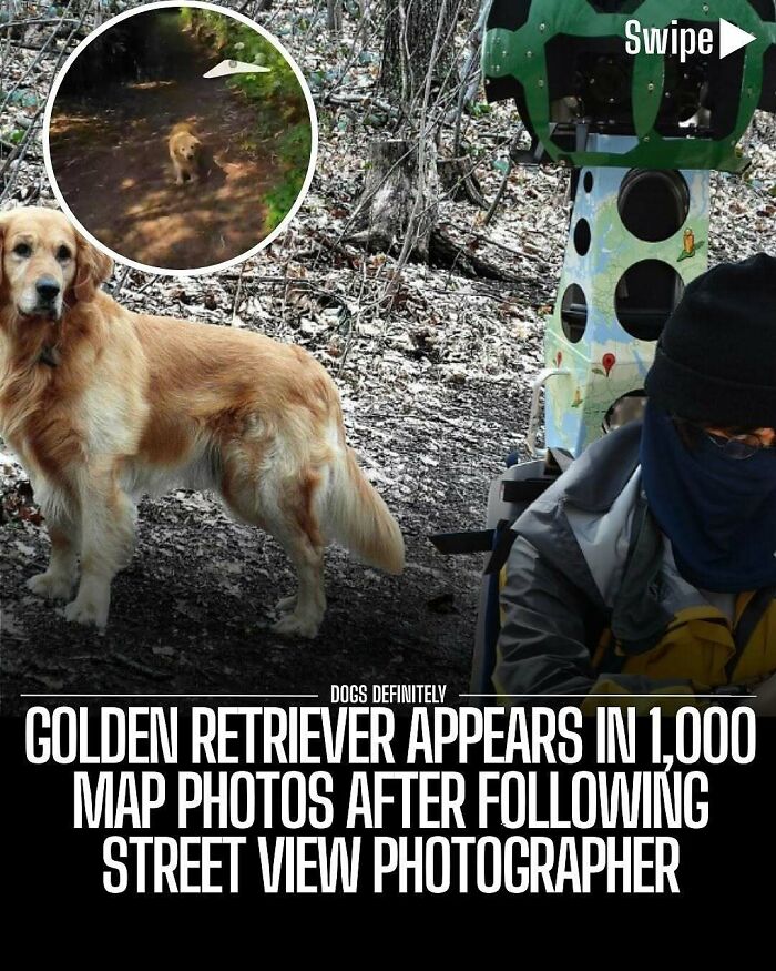 Golden retriever appearing in numerous map photos, featured in adorable and wholesome posts to brighten your feed.