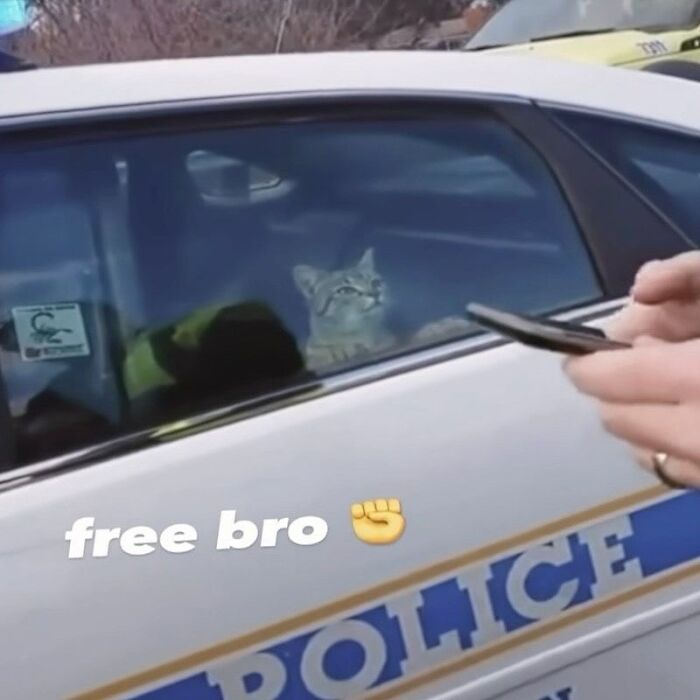 Tabby cat looking out from inside a police car, appearing unaware and goofy behind the window glass.