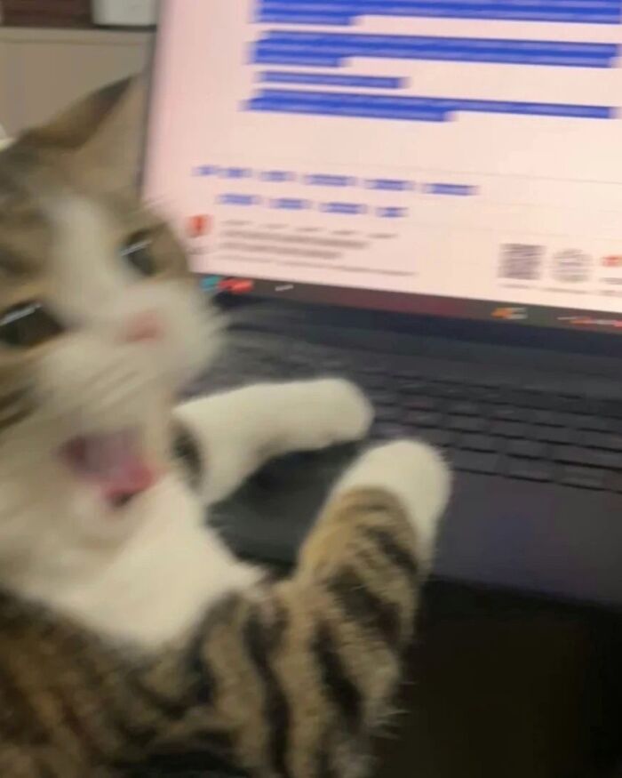 Blurry cat with paws on laptop keyboard, mouth open, showing cats being their hilarious and weird selves.