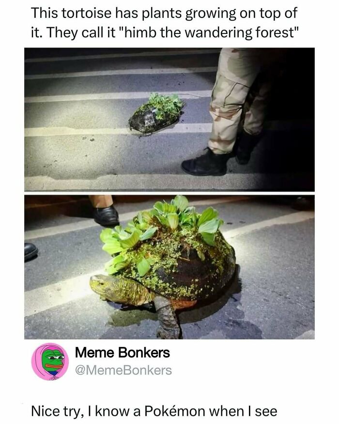 Animal-Humor-Pics-Animalxhumor