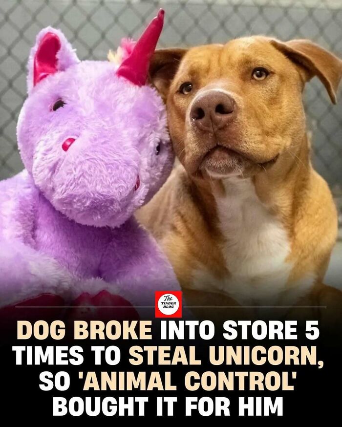 Dog next to a purple unicorn plush toy illustrating adorable and wholesome posts to brighten your feed.