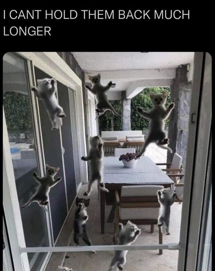 Multiple goofy cats clinging to a glass door, unaware of their humorous and silly behavior outdoors.