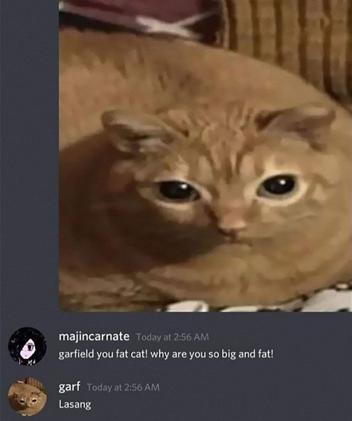 Chubby orange cat with a goofy expression in a chat conversation about funny cats completely unaware of their silliness.